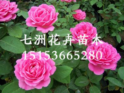 叮咚！大花月季價格【】豐花月季批發價格【】品種月季供應商=七洲