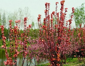 【價格get好實在！】北京滴水觀音批發(fā)【山東紅葉景天、綠蘿種植基地】-梓諾