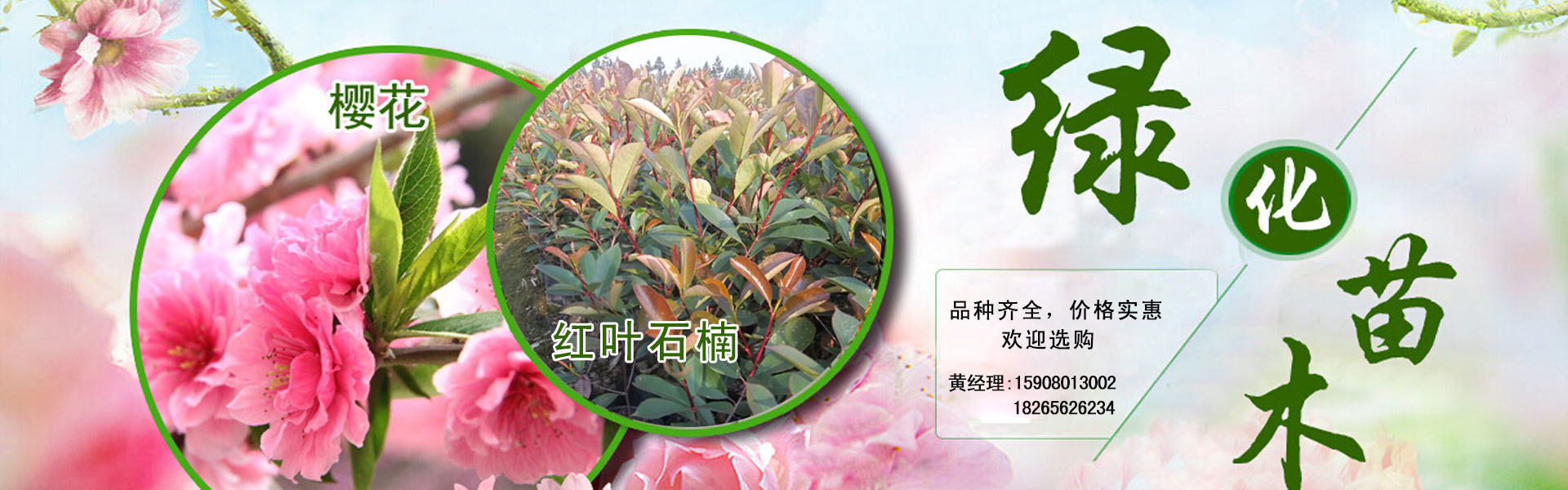 哪里能買到精品太陽花——廊坊太陽花種植基地