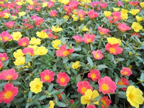 哪里能買到超值的太陽(yáng)花——秦皇島太陽(yáng)花種植基地