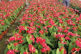 【梓諾花卉】15908013002  紅掌批發商  紅掌生產基地 綠蘿價格