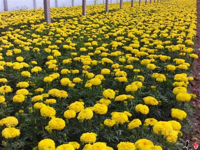 青州梓諾花卉園藝場低價出售  瓜子黃楊  北海道等各種綠化苗木