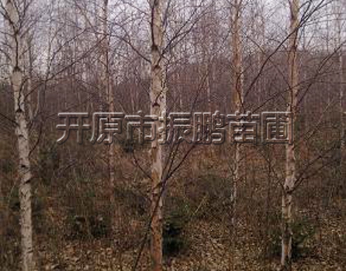 紅瑞木廠家/開原市振鵬苗圃