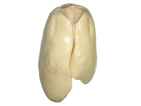 鵝肥肝生產廠家，知名的鵝肥商_鑫鴻源食品