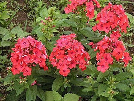 【赞】湖北草花种植基地/草花种植基地/山东草花种植基地