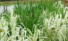 銷量任性！【綠葉水蔥基地】【北京桂花種植基地】【江西綠蘿種植基地】