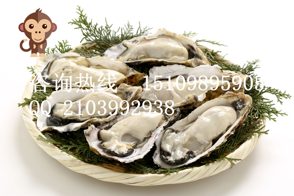 牡蠣定制加工,牡蠣黃精片OEM,兒童補鈣牡蠣粉加工原始圖片3