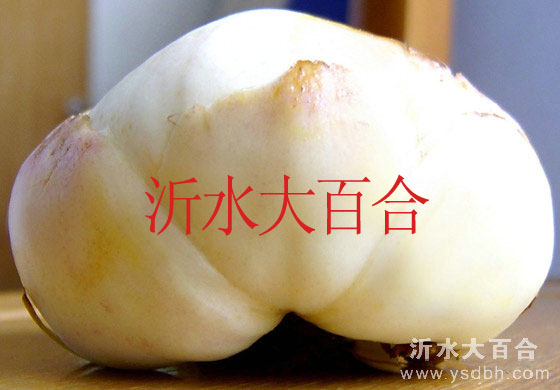 中國(guó)食用百合種球-供應(yīng)食用百合種球