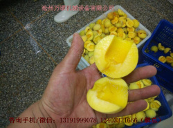 深州蜜桃挖核機(jī)原始圖片2