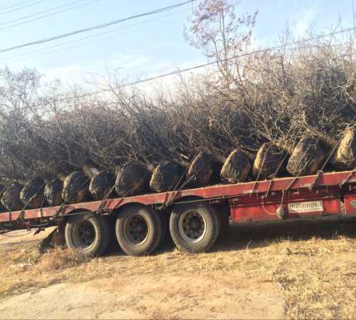 西安大规格石榴树基地_西安大规格石榴树价格