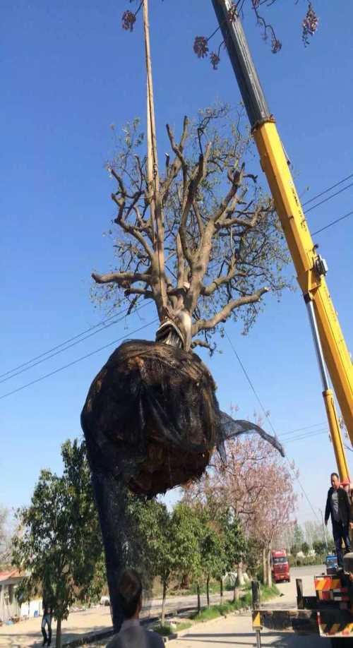 大型柿子树苗圃 临潼大型柿子树批发价格