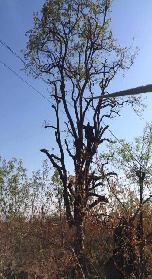 大型柿子樹苗圃 臨潼柿子樹苗木基地