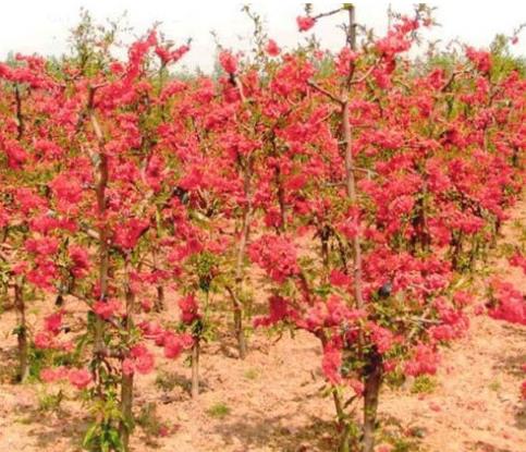 河南洛陽(yáng)黃楊球種植基地 黃楊球種植基地