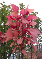 紅梨樹苗培育-專業的梨樹苗養殖基地