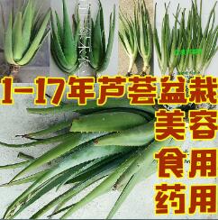 優(yōu)質(zhì)蘆薈苗大量批發(fā)