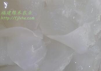 熱銷蘆薈花茶【供銷】 蘆薈廠家