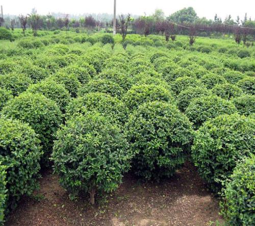 优质冬青树直销/优质冬青树种植基地