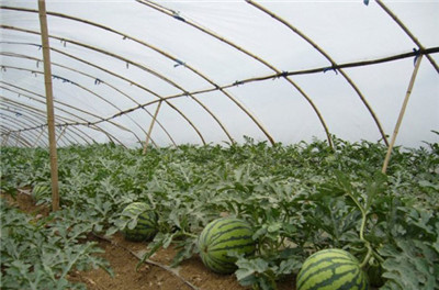 想買質量好的地膜就到玉蘭花塑料制品——銷售地膜