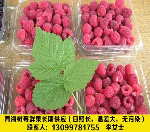 高品質(zhì)樹莓鮮果聯(lián)系電話