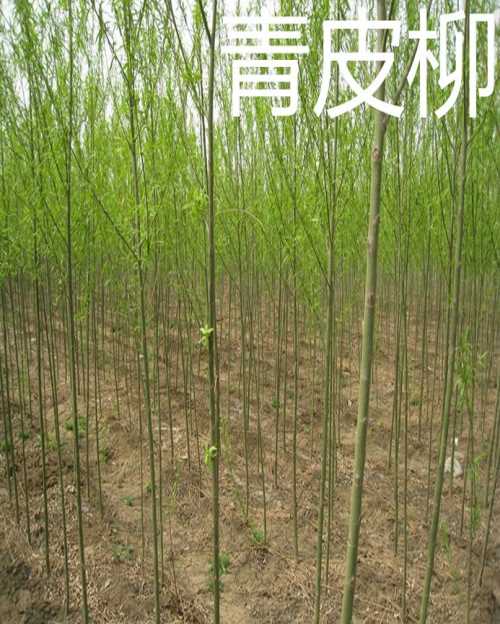 出售柳樹苗批發(fā)_專業(yè)培育柳樹苗種植基地