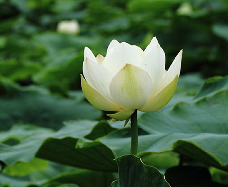 香蒲什么牌子好,重慶景春生態(tài)植物水蔥行業(yè){sx}