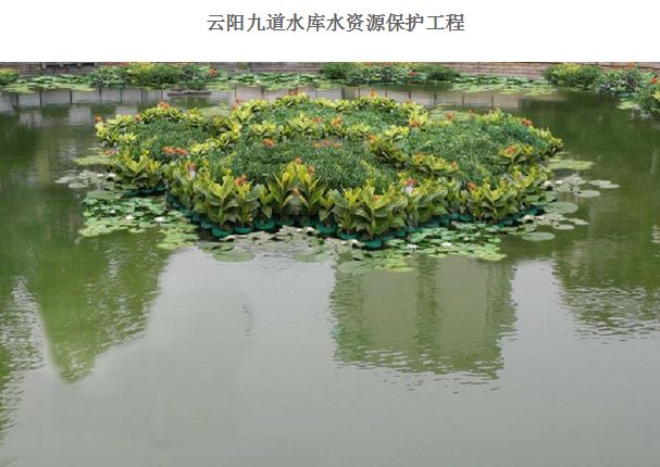 再力花哪家最耐用,重庆景春生态植物鸢尾批发值得信赖