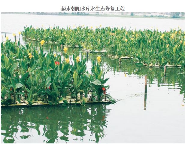 重慶景春生態(tài)植物梭魚草以服務(wù)取勝,美人蕉采購{sx}