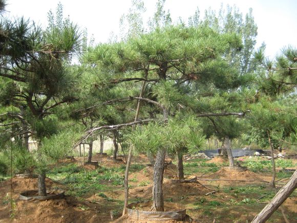 找!安徽泰山景觀松大型基地