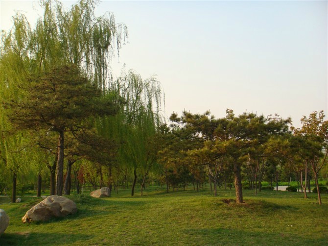 造型松樹|造型松樹基地|山東造型松樹