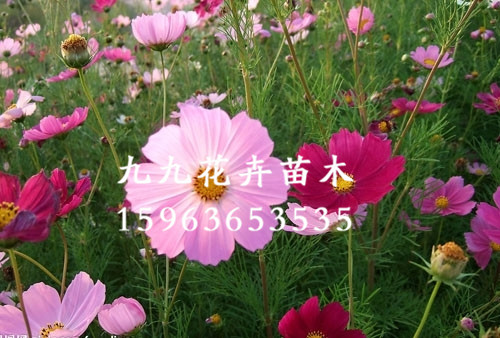 山东草花【】山东草花价格【】山东草花供应