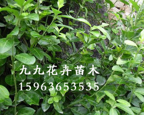 山東綠化苗木==山東綠化苗木價(jià)格==青州綠化苗木供應(yīng)