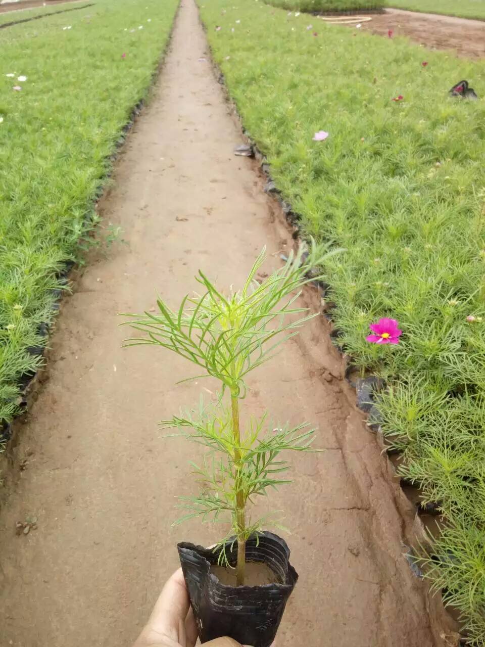 九九花卉苗木園藝場(chǎng)出售實(shí)惠的草花 山東草花種植