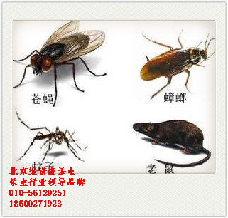 北京滅蟲公司服務(wù)和收費如何原始圖片3