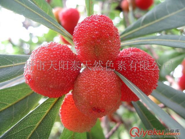食品級楊梅紅色素 tr色素 食品醫藥化妝品等著色劑