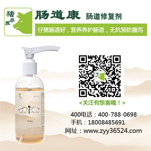 天熱懷孕母豬不吃怎么辦？豬易養：補充抗病營養是關鍵！