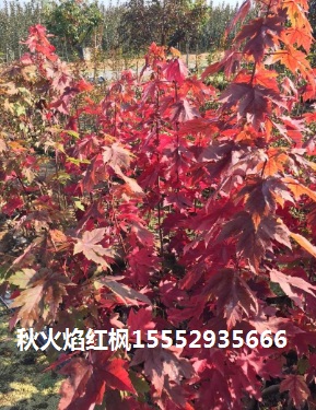 紅葉紫薇小苗-山東紅葉紫薇小苗批發(fā)價(jià)格