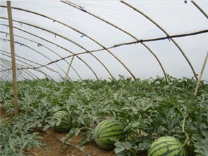 批發好的草莓膜：供應山東西瓜膜