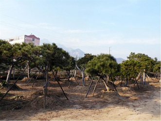 【大王叫我来巡山】山东造型黑松基地