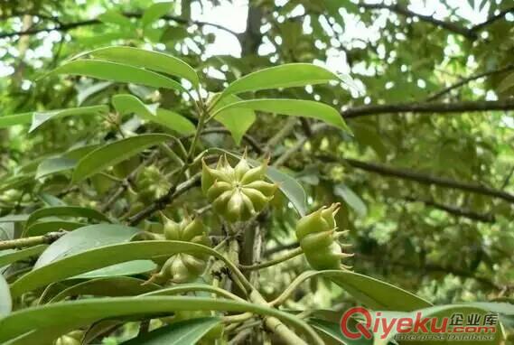 廣西原生態種植古龍大紅八角銷售中心原始圖片2