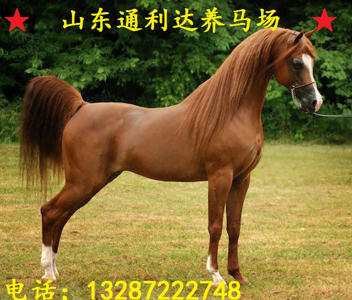 半血馬，阿拉伯馬為棗紅色，東北人喜歡蒙古馬