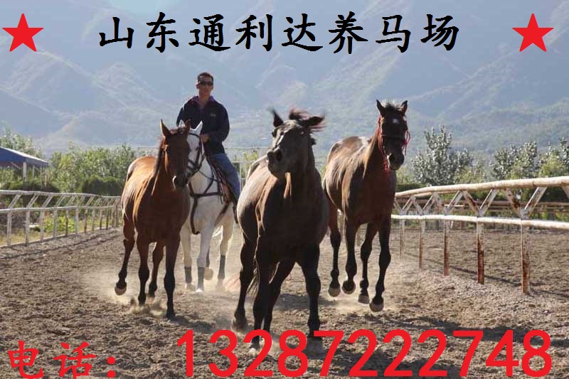 半血馬，阿拉伯馬為棗紅色，東北人喜歡蒙古馬