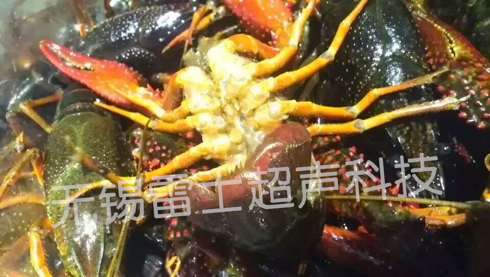 小龍蝦綠色環保清洗就找無錫雷士超聲