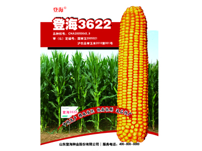 棉花種子要上哪買|山東棉花種子