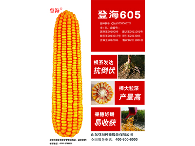 高產(chǎn)量！泰安棉花種子批發(fā)