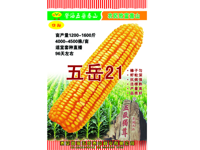 廠家tg小麥種子\高產小麥種子，全國銷售！