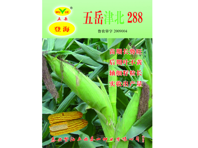 上海玉米種子 泰安專業的玉米種子基地