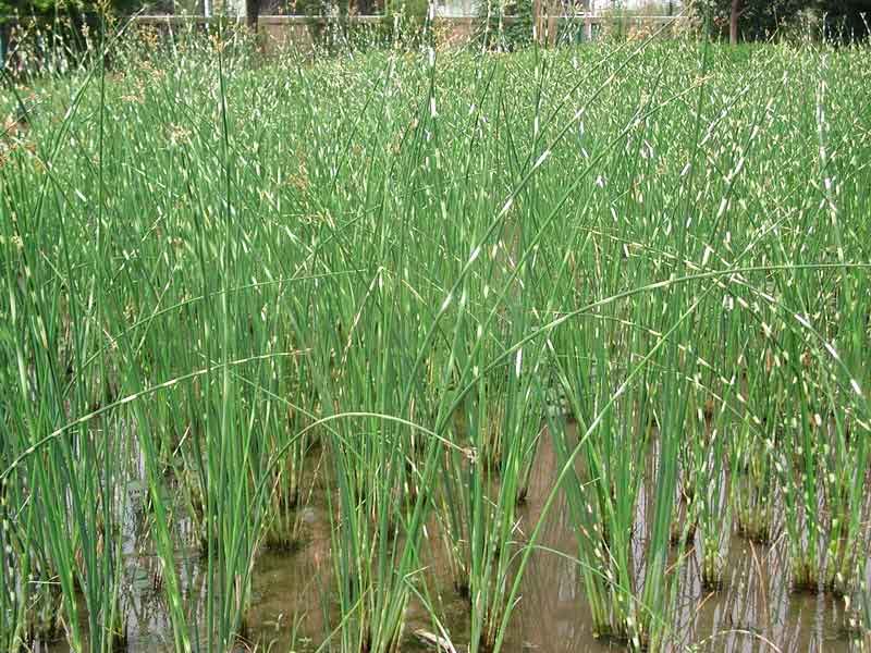 【贊贊贊！】青州蛇梅批發||青州鼠尾草||馬鞭草批發【偉鳳】