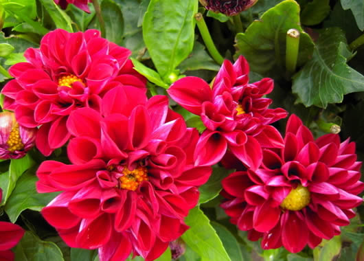 草花翠菊批發(fā)<花草中de公舉>松果菊批發(fā)@馬鞭草批發(fā)@婆婆納批發(fā)
