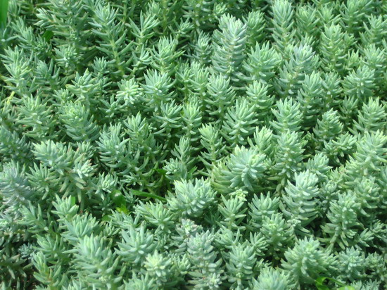 【品種豐富多彩】薰衣草小苗||優(yōu)質(zhì)紅葉小檗||荷花種植基地||金葉女貞小苗