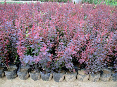【品種豐富多彩】薰衣草小苗||優(yōu)質(zhì)紅葉小檗||荷花種植基地||金葉女貞小苗
